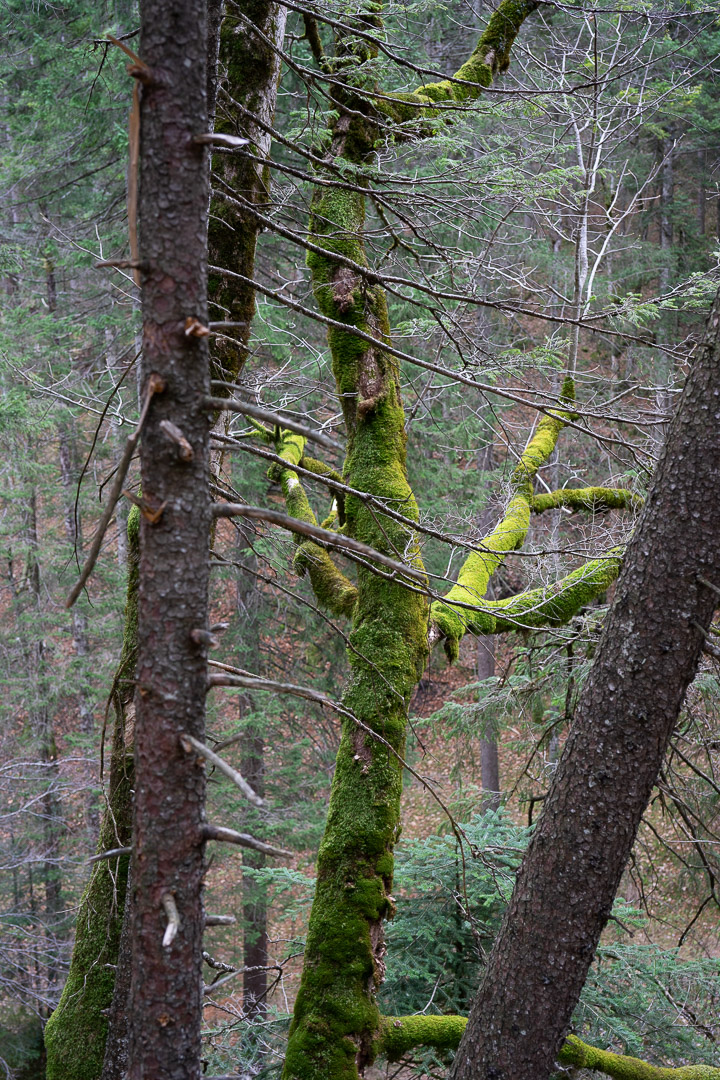 moosiger Baum