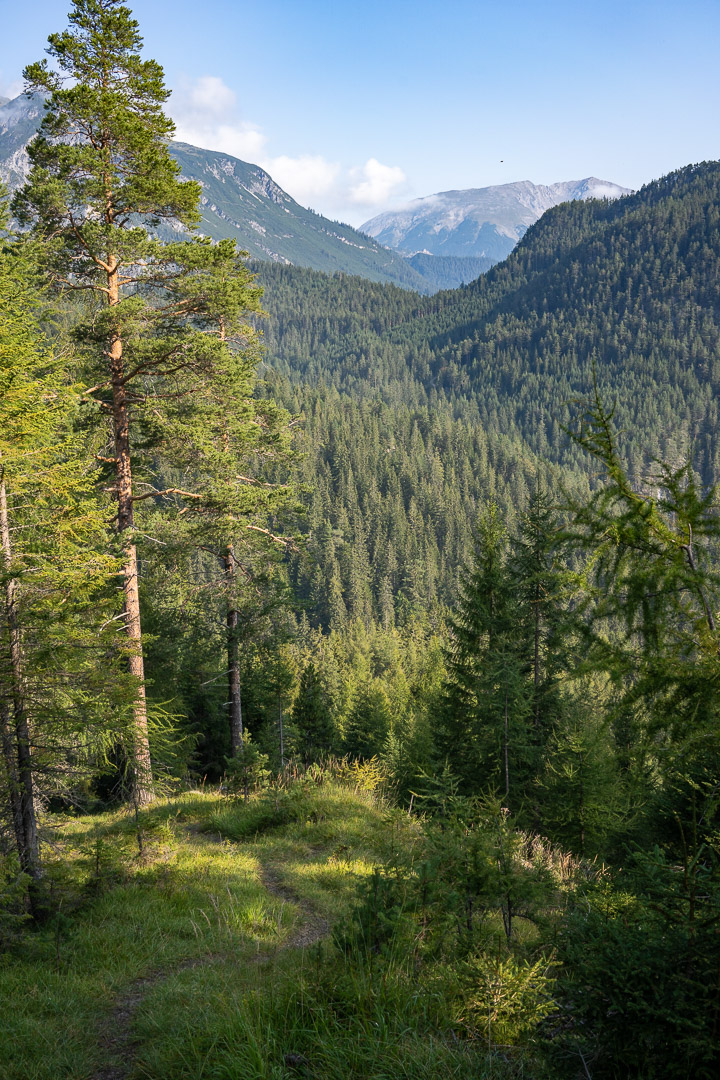 Wald