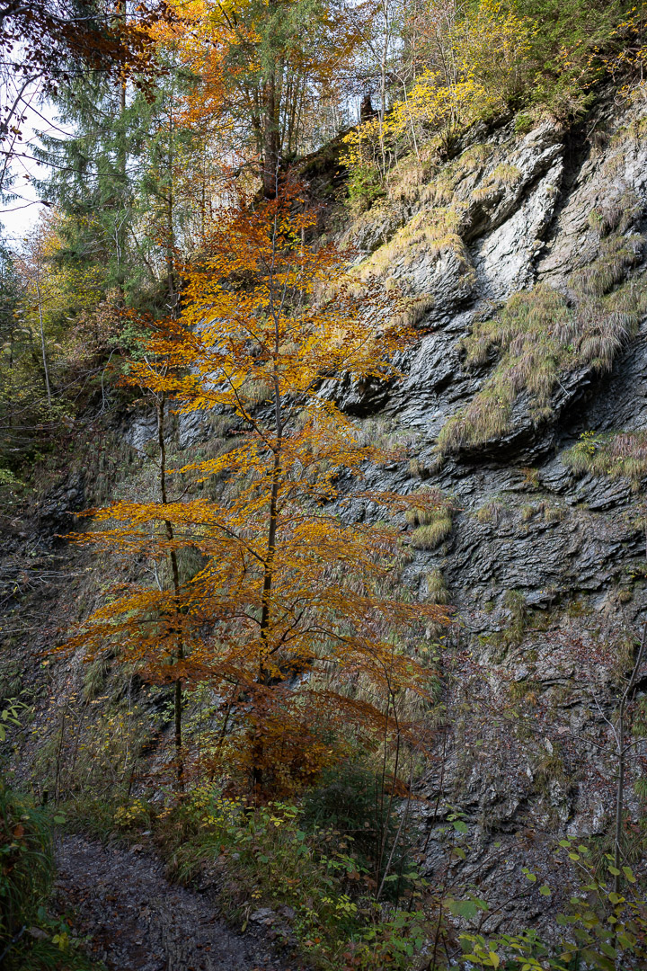 gelber Baum